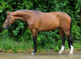 Hannoveraner, Stute, 4 Jahre, 161 cm, Dunkelbrauner