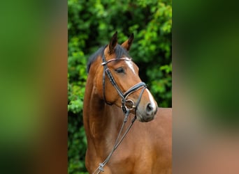 Hannoveraner, Stute, 4 Jahre, 161 cm, Dunkelbrauner