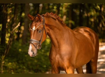 Hannoveraner, Stute, 4 Jahre, 161 cm, Dunkelfuchs