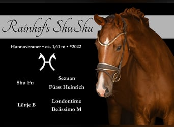 Hannoveraner, Stute, 4 Jahre, 161 cm, Dunkelfuchs