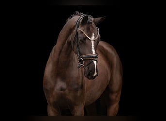 Hannoveraner, Stute, 4 Jahre, 161 cm, Schwarzbrauner