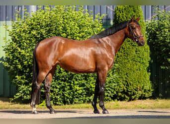 Hannoveraner, Stute, 4 Jahre, 162 cm, Brauner