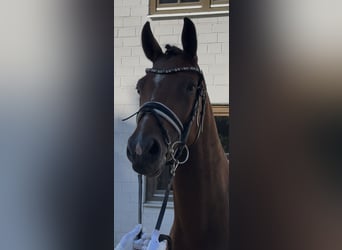 Hannoveraner, Stute, 4 Jahre, 162 cm, Brauner