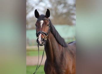 Hannoveraner, Stute, 4 Jahre, 162 cm, Brauner