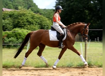 Hannoveraner, Stute, 4 Jahre, 162 cm, Fuchs