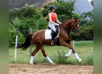 Hannoveraner, Stute, 4 Jahre, 162 cm, Fuchs