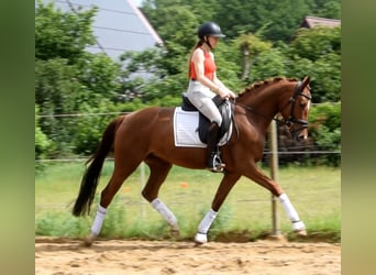Hannoveraner, Stute, 4 Jahre, 162 cm, Fuchs
