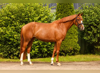 Hannoveraner, Stute, 4 Jahre, 162 cm, Fuchs