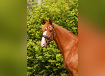 Hannoveraner, Stute, 4 Jahre, 162 cm, Fuchs