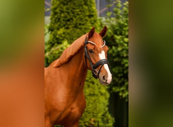 Hannoveraner, Stute, 4 Jahre, 162 cm, Fuchs
