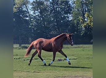 Hannoveraner, Stute, 4 Jahre, 162 cm, Fuchs