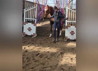 Hannoveraner, Stute, 4 Jahre, 162 cm, Fuchs