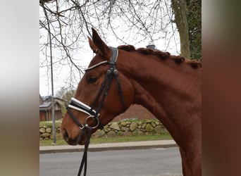 Hannoveraner, Stute, 4 Jahre, 162 cm, Fuchs