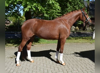 Hannoveraner, Stute, 4 Jahre, 162 cm, Fuchs