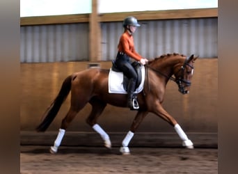 Hannoveraner, Stute, 4 Jahre, 162 cm, Fuchs
