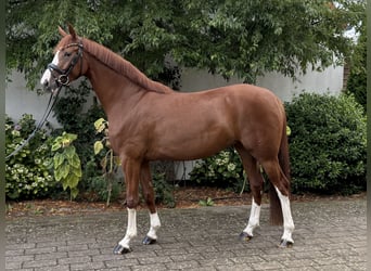 Hannoveraner, Stute, 4 Jahre, 162 cm, Fuchs