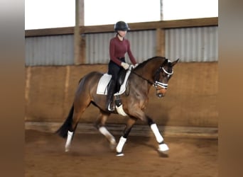 Hannoveraner, Stute, 4 Jahre, 163 cm, Brauner