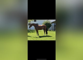 Hannoveraner, Stute, 4 Jahre, 163 cm, Brauner