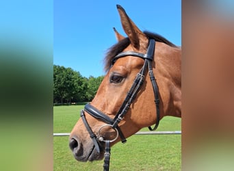 Hannoveraner, Stute, 4 Jahre, 163 cm, Brauner