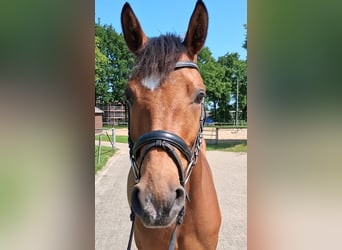 Hannoveraner, Stute, 4 Jahre, 163 cm, Brauner