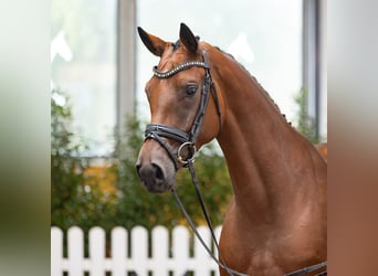 Hannoveraner, Stute, 4 Jahre, 163 cm, Brauner