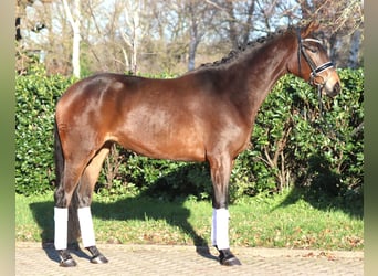 Hannoveraner, Stute, 4 Jahre, 163 cm, Brauner