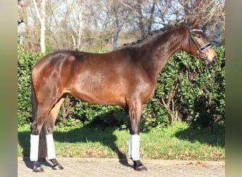 Hannoveraner, Stute, 4 Jahre, 163 cm, Brauner