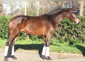 Hannoveraner, Stute, 4 Jahre, 163 cm, Brauner