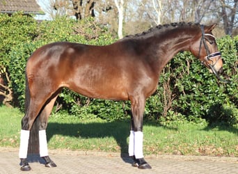 Hannoveraner, Stute, 4 Jahre, 163 cm, Brauner