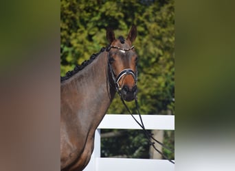Hannoveraner, Stute, 4 Jahre, 163 cm, Brauner