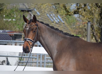 Hannoveraner, Stute, 4 Jahre, 163 cm, Brauner
