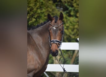 Hannoveraner, Stute, 4 Jahre, 163 cm, Brauner