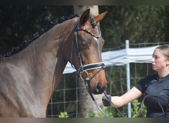 Hannoveraner, Stute, 4 Jahre, 163 cm, Brauner