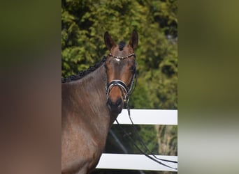 Hannoveraner, Stute, 4 Jahre, 163 cm, Brauner