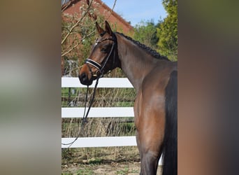 Hannoveraner, Stute, 4 Jahre, 163 cm, Brauner