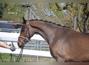 Hannoveraner, Stute, 4 Jahre, 163 cm, Brauner