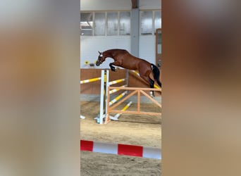 Hannoveraner, Stute, 4 Jahre, 163 cm, Brauner