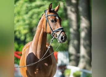 Hannoveraner, Stute, 4 Jahre, 163 cm, Brauner