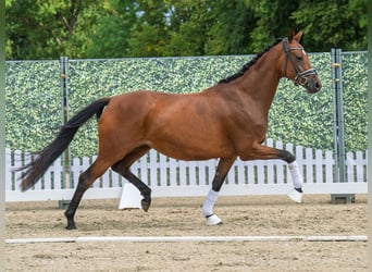 Hannoveraner, Stute, 4 Jahre, 163 cm, Brauner