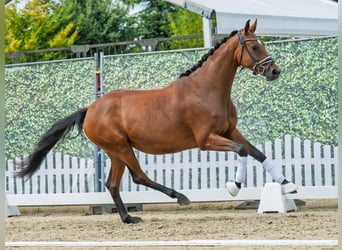 Hannoveraner, Stute, 4 Jahre, 163 cm, Brauner