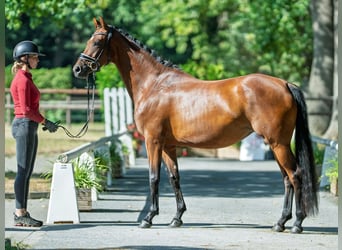 Hannoveraner, Stute, 4 Jahre, 163 cm, Brauner