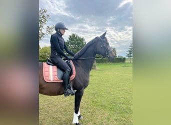 Hannoveraner, Stute, 4 Jahre, 163 cm