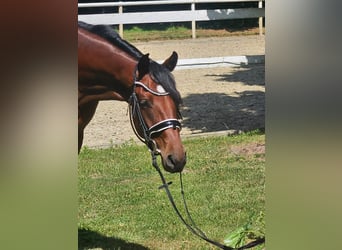 Hannoveraner, Stute, 4 Jahre, 163 cm, Dunkelbrauner
