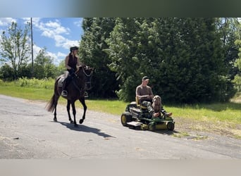 Hannoveraner, Stute, 4 Jahre, 163 cm, Dunkelbrauner