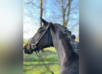 Hannoveraner, Stute, 4 Jahre, 163 cm, Dunkelbrauner