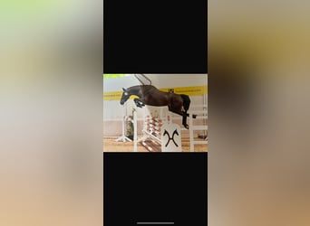 Hannoveraner, Stute, 4 Jahre, 163 cm, Dunkelbrauner