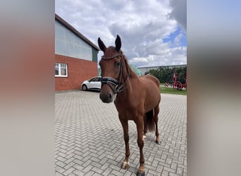 Hannoveraner, Stute, 4 Jahre, 163 cm, Dunkelfuchs