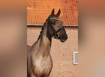 Hannoveraner, Stute, 4 Jahre, 163 cm, Dunkelfuchs