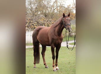 Hannoveraner, Stute, 4 Jahre, 163 cm, Dunkelfuchs