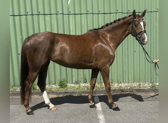 Hannoveraner, Stute, 4 Jahre, 163 cm, Dunkelfuchs